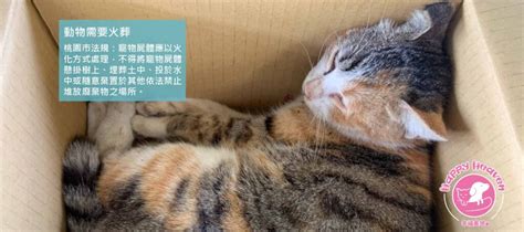 動物死了如何處理|寵物死亡處理：3個動物火化流程小細節、收費標準及。